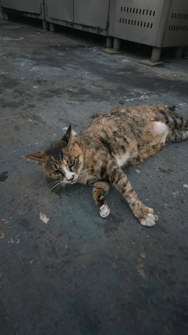 보호중 한국 고양이…